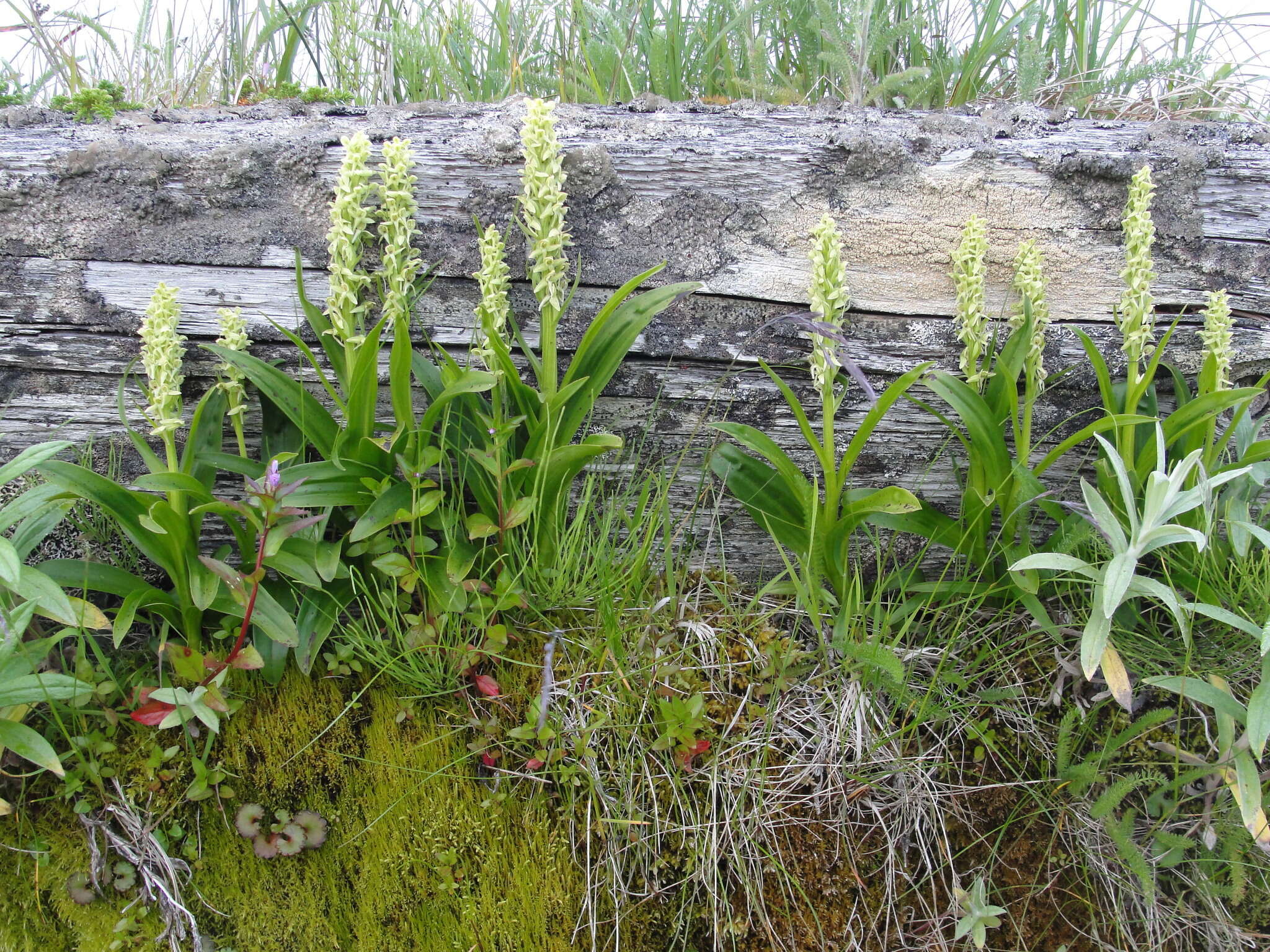 Image of Platanthera convallariifolia (Fisch. ex Lindl.) Lindl.