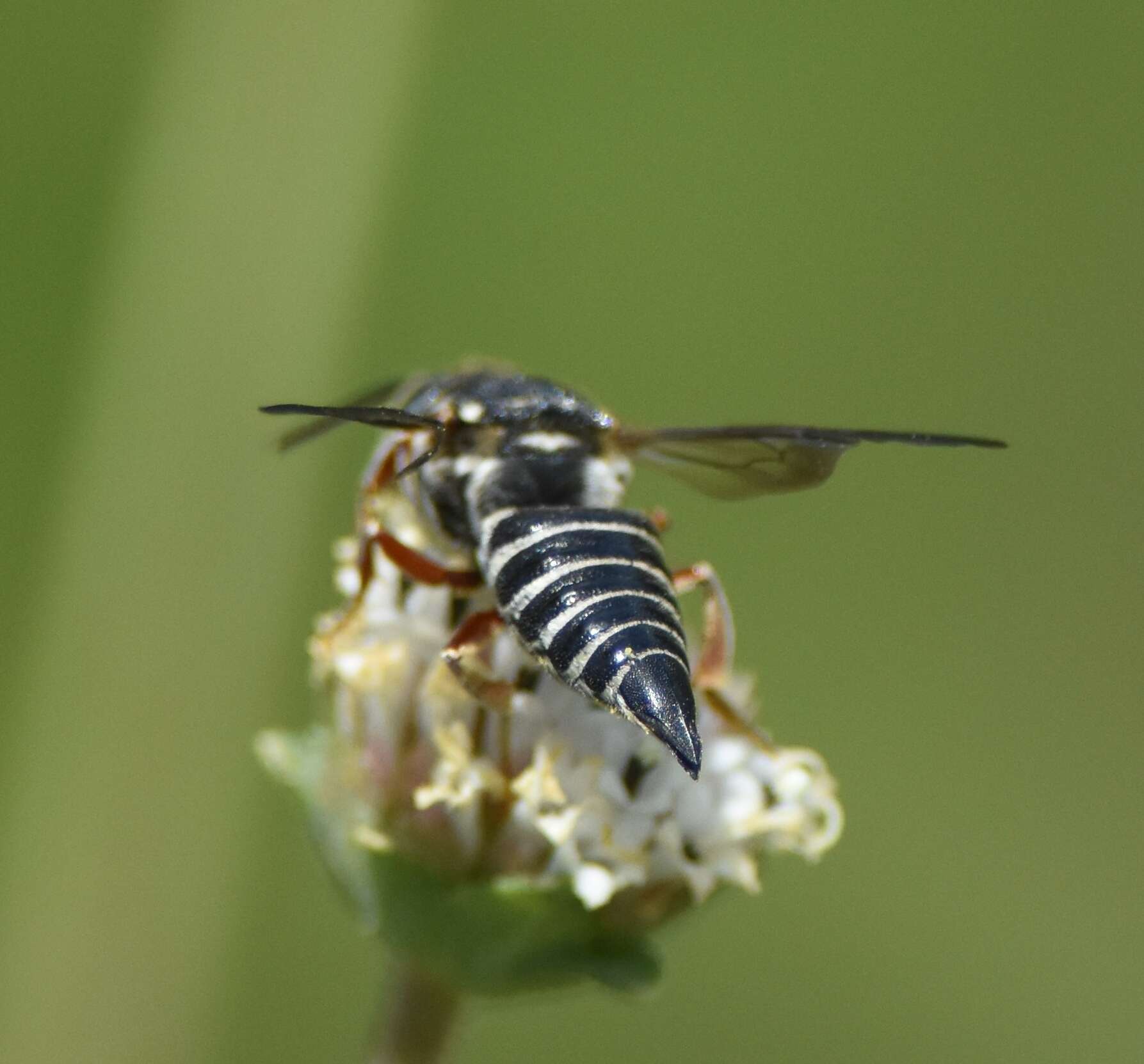 Image of Coelioxys mexicanus Cresson 1878