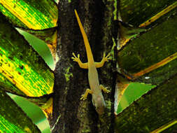 صورة Phelsuma dubia (Boettger 1881)