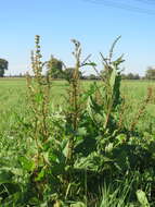 Imagem de Rumex obtusifolius L.