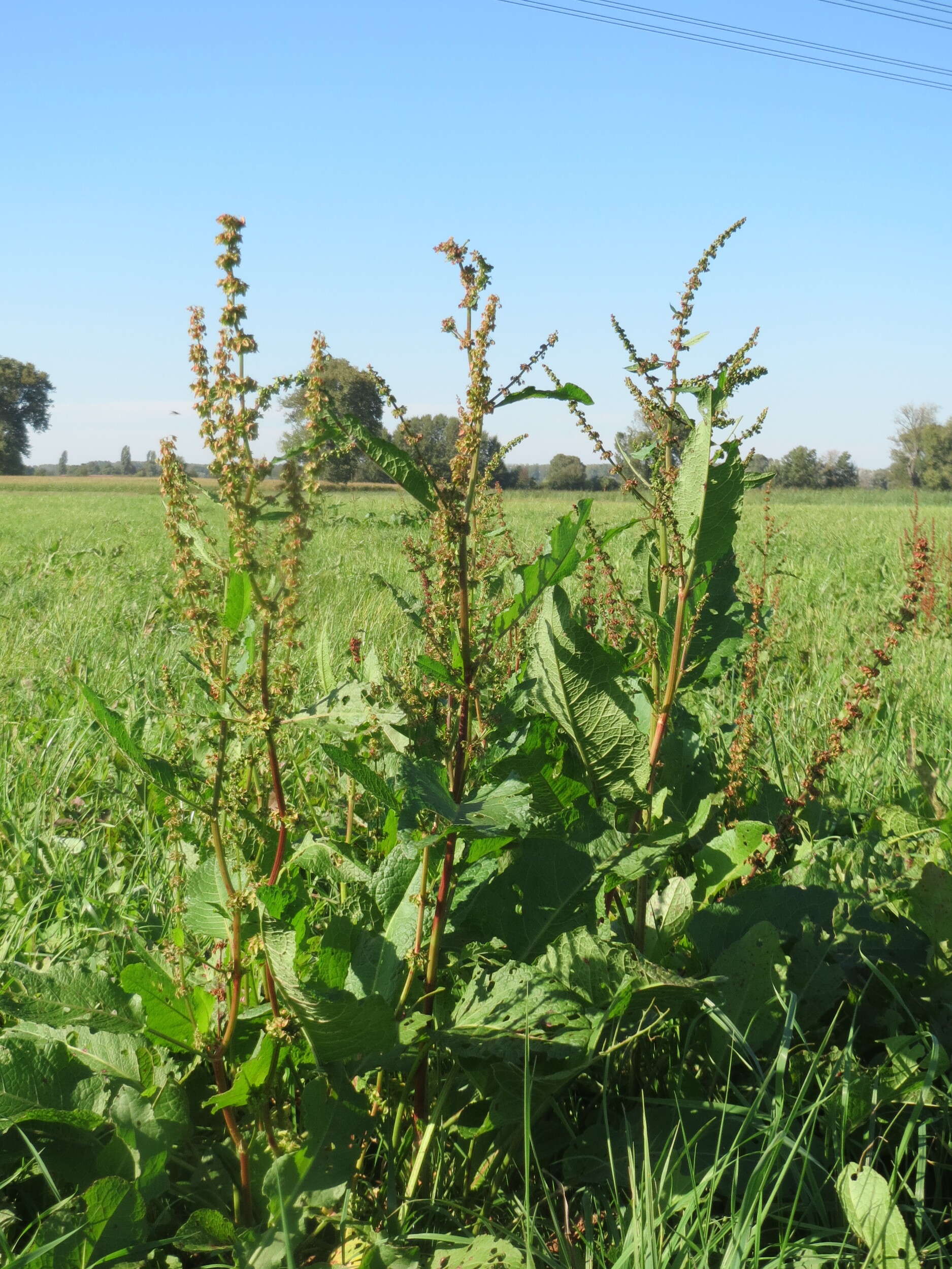 Imagem de Rumex obtusifolius L.