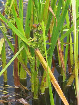 Image de Sparganium japonicum Rothert