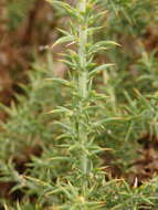 Image de Ulex micranthus Lange