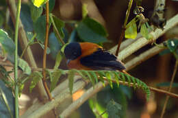 Image de Gobemouche orange et noir