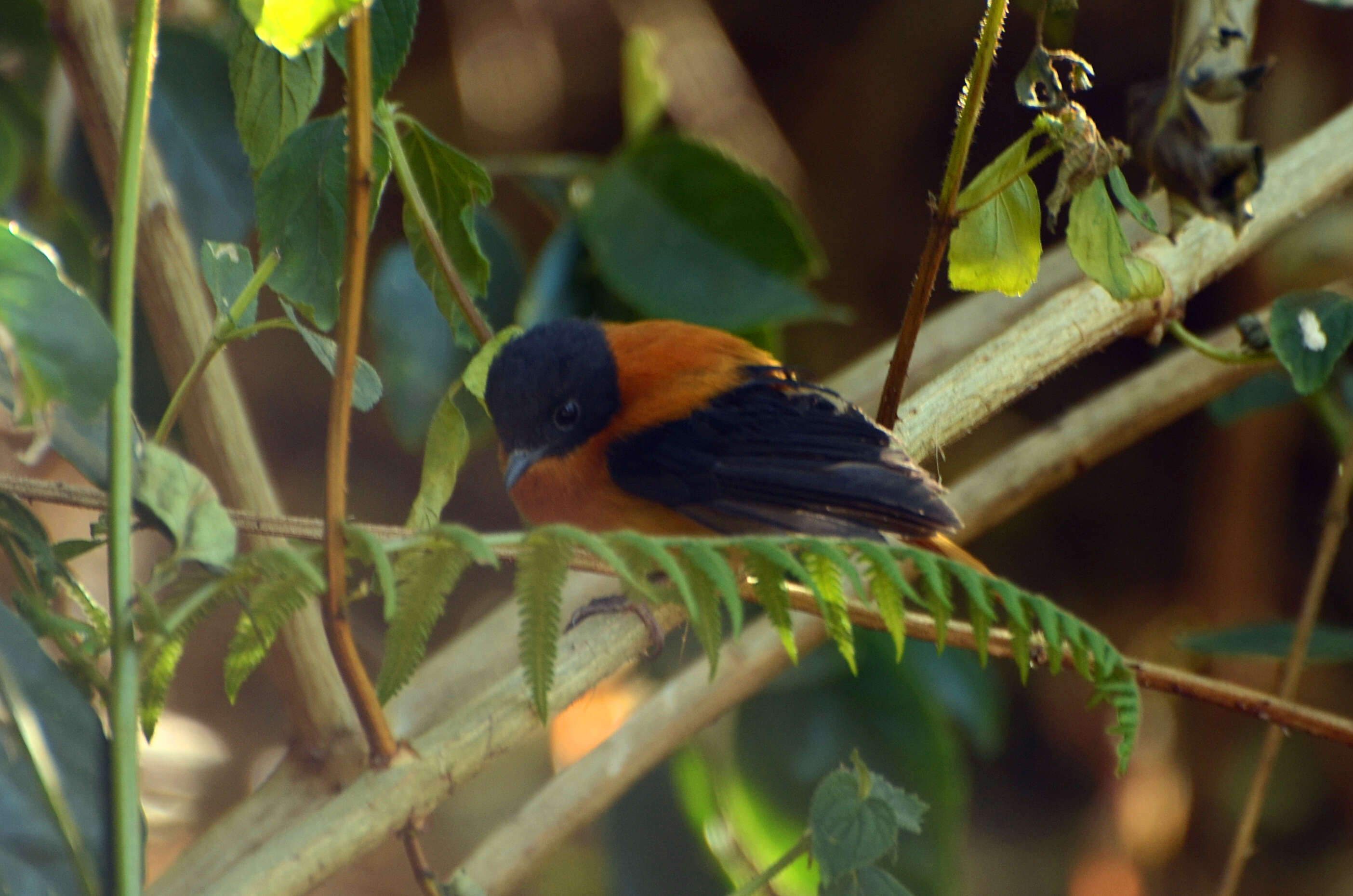 Image de Gobemouche orange et noir