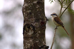 Image of Brown Shrike