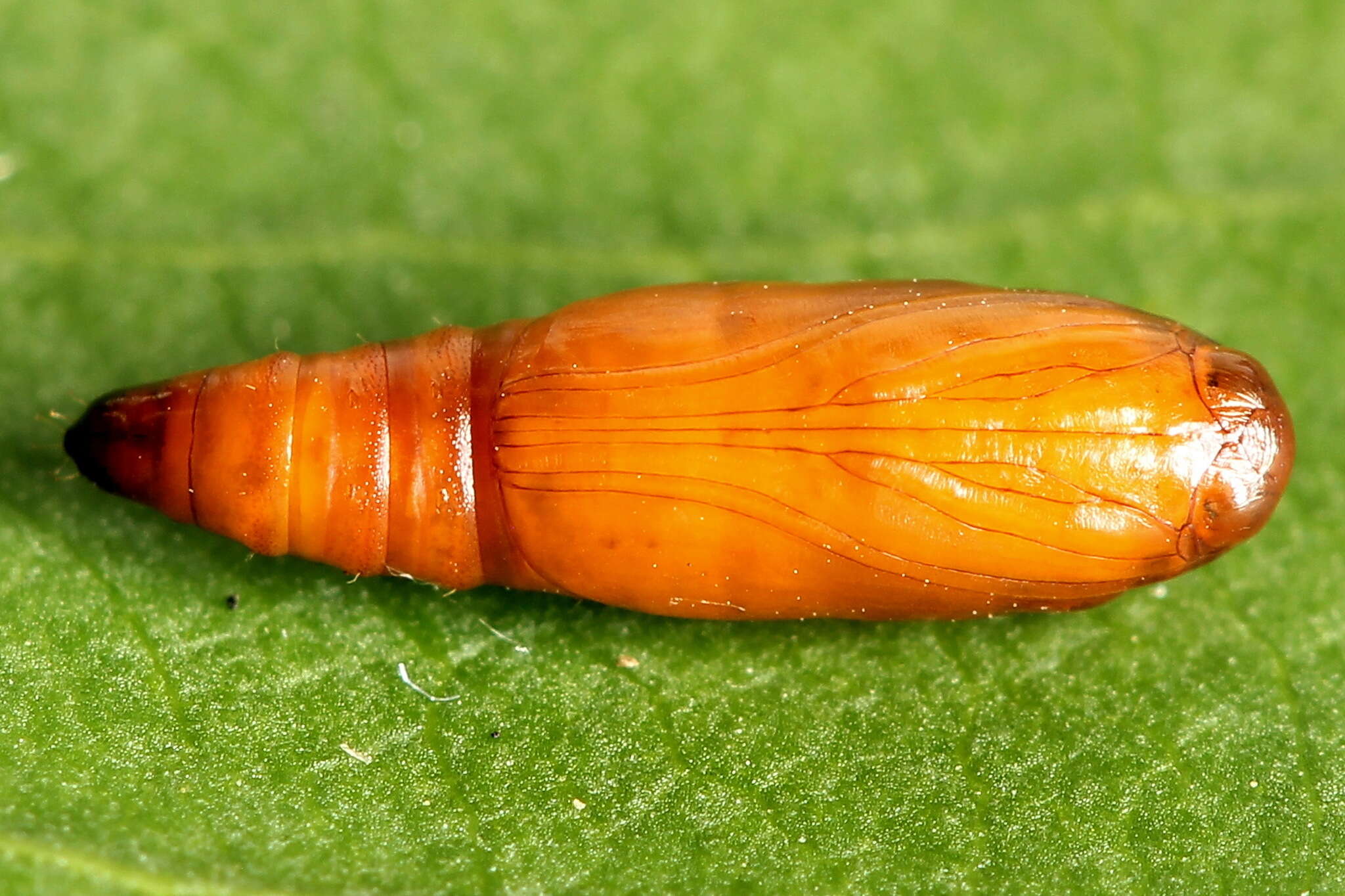 Acrobasis consociella Hübner resmi