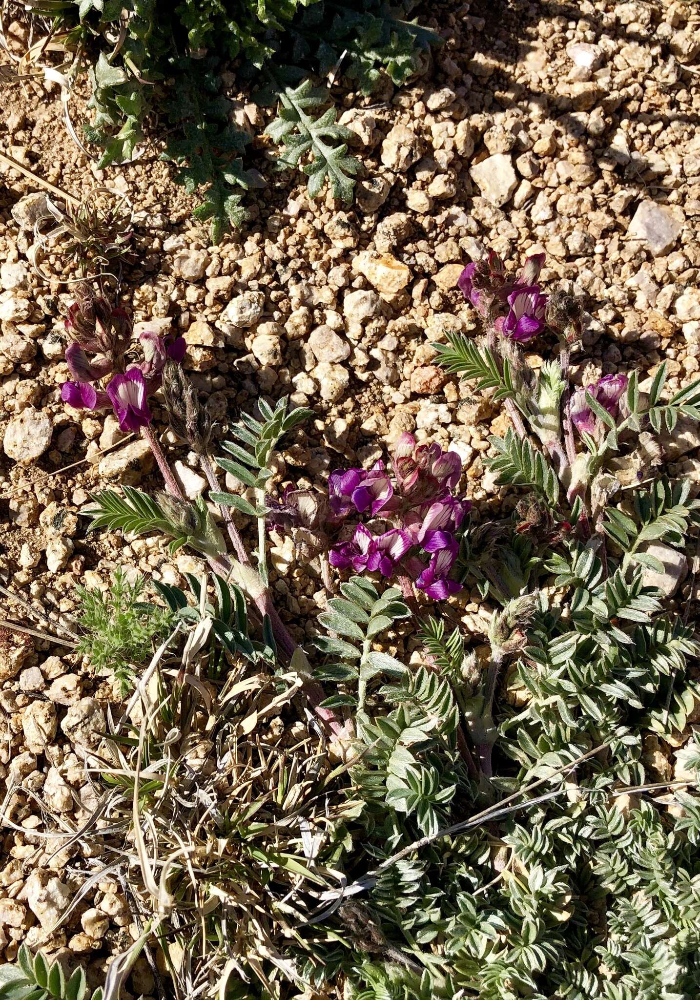 Image of groundcover milkvetch