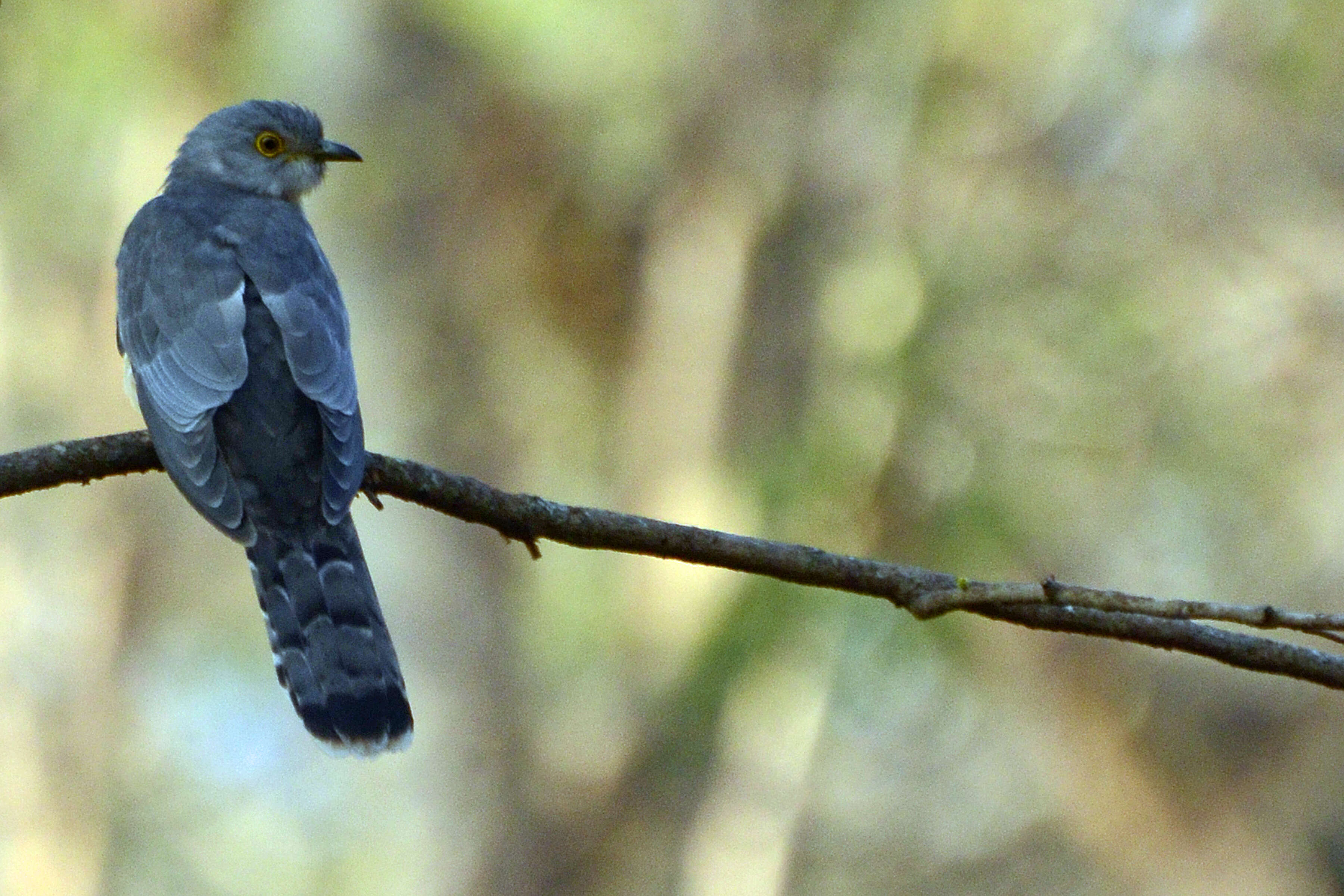 Image of Common Hawk Cuckoo