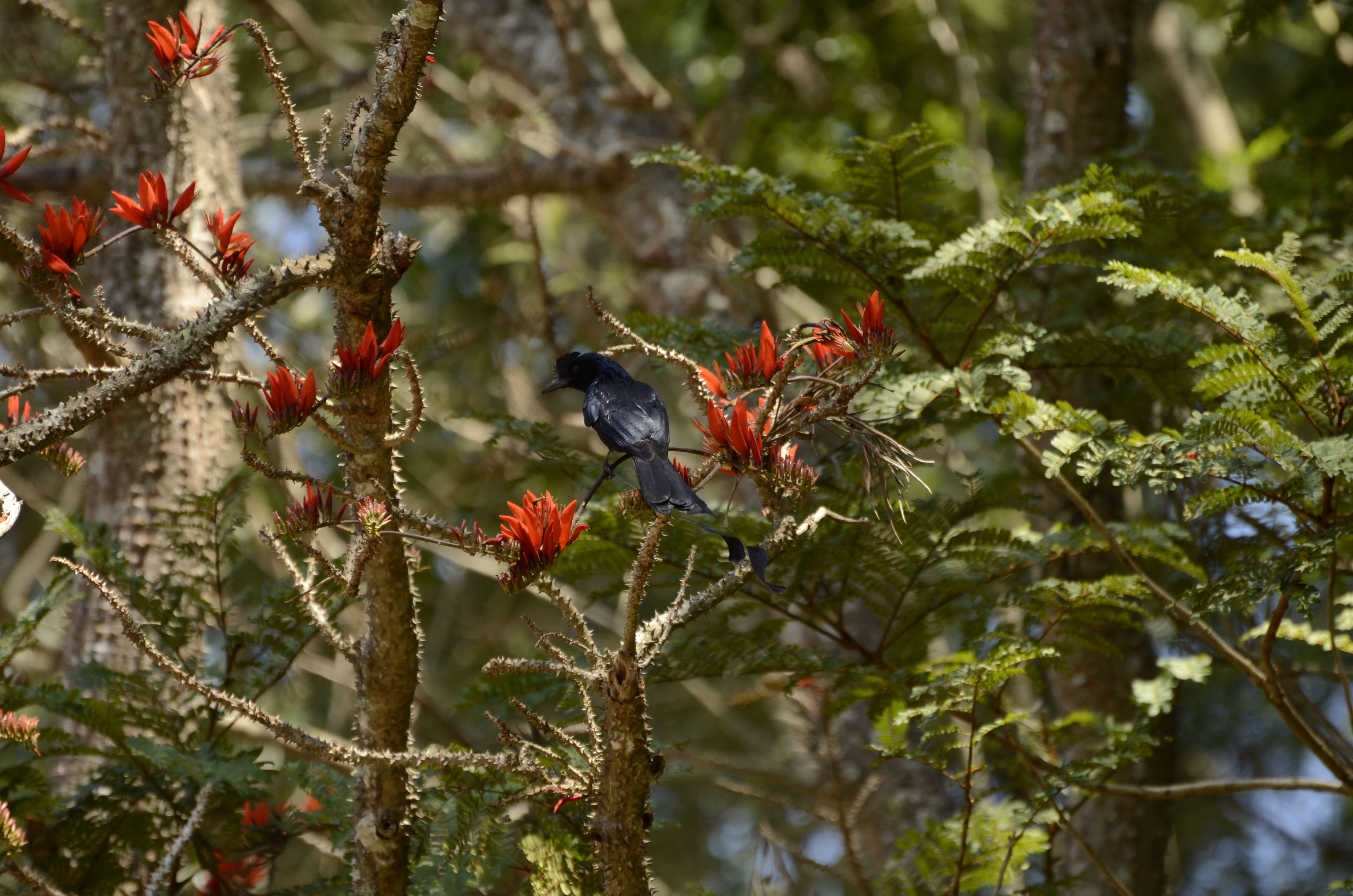 Imagem de Dicrurus paradiseus (Linnaeus 1766)