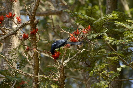 Image of Greater Racket-tailed Drongo