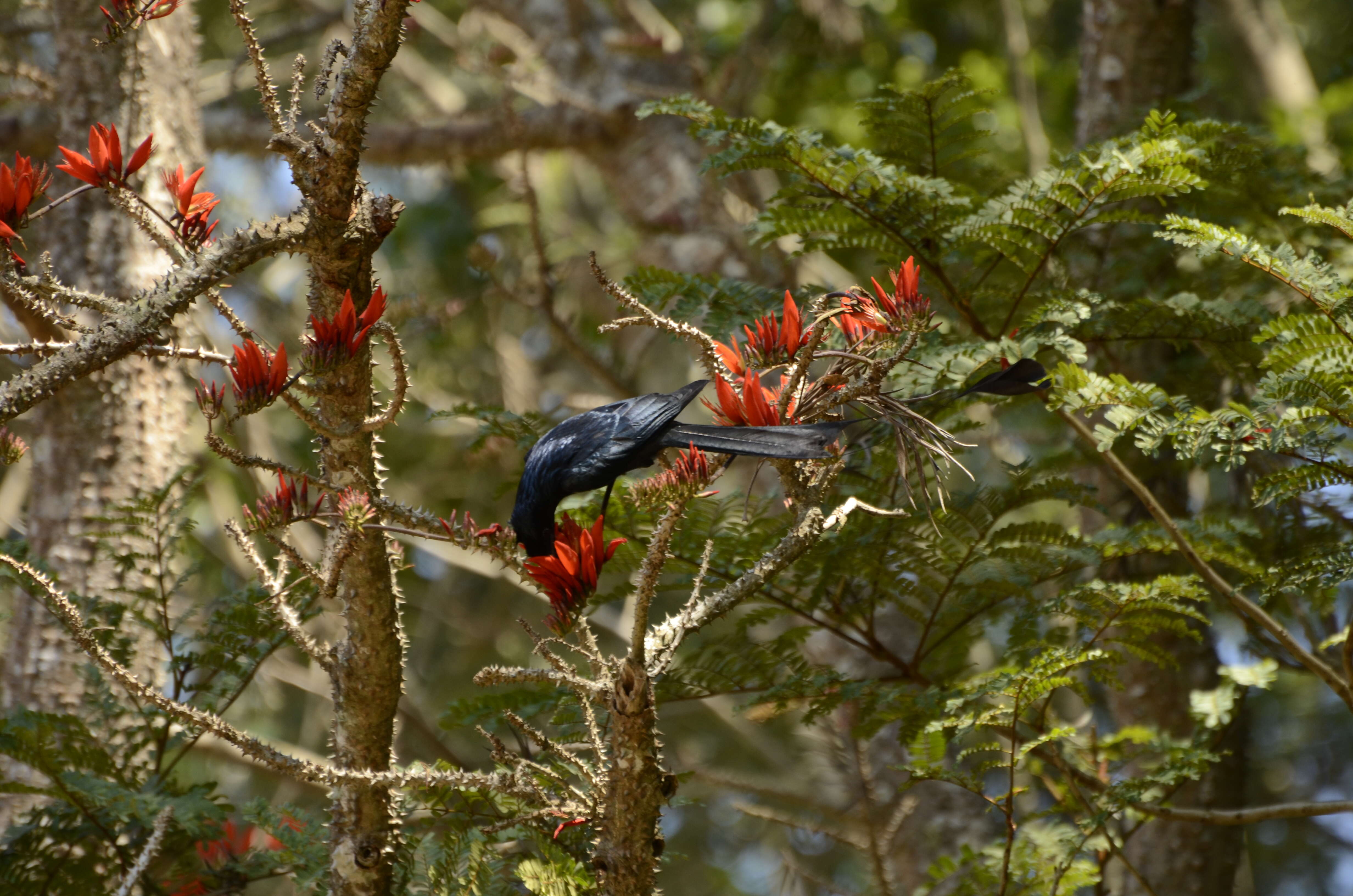 Imagem de Dicrurus paradiseus (Linnaeus 1766)