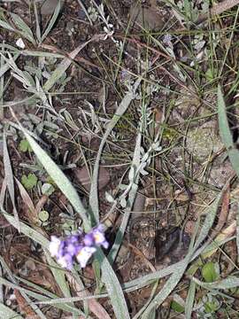 Слика од Linaria amethystea subsp. amethystea
