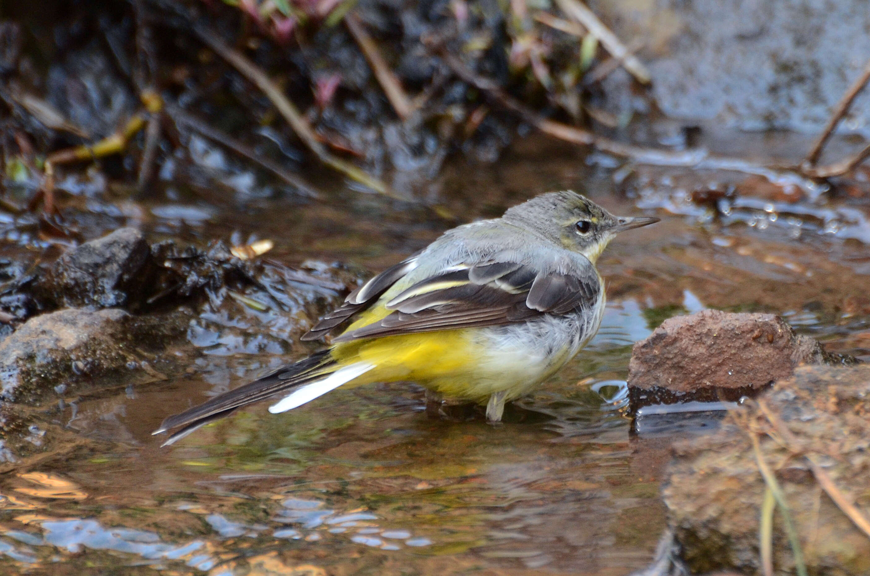 Image of Grey Wagtail