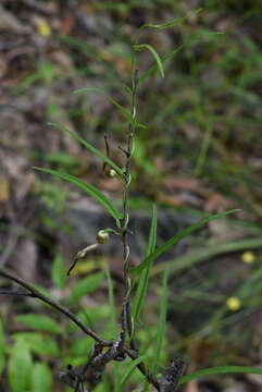 Aristolochia thozetii F. Müll.的圖片