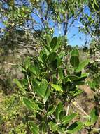 Image of Noronhia foveolata (E. Mey.) Hong-Wa & Besnard