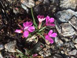 صورة Dianthus glacialis Haenke