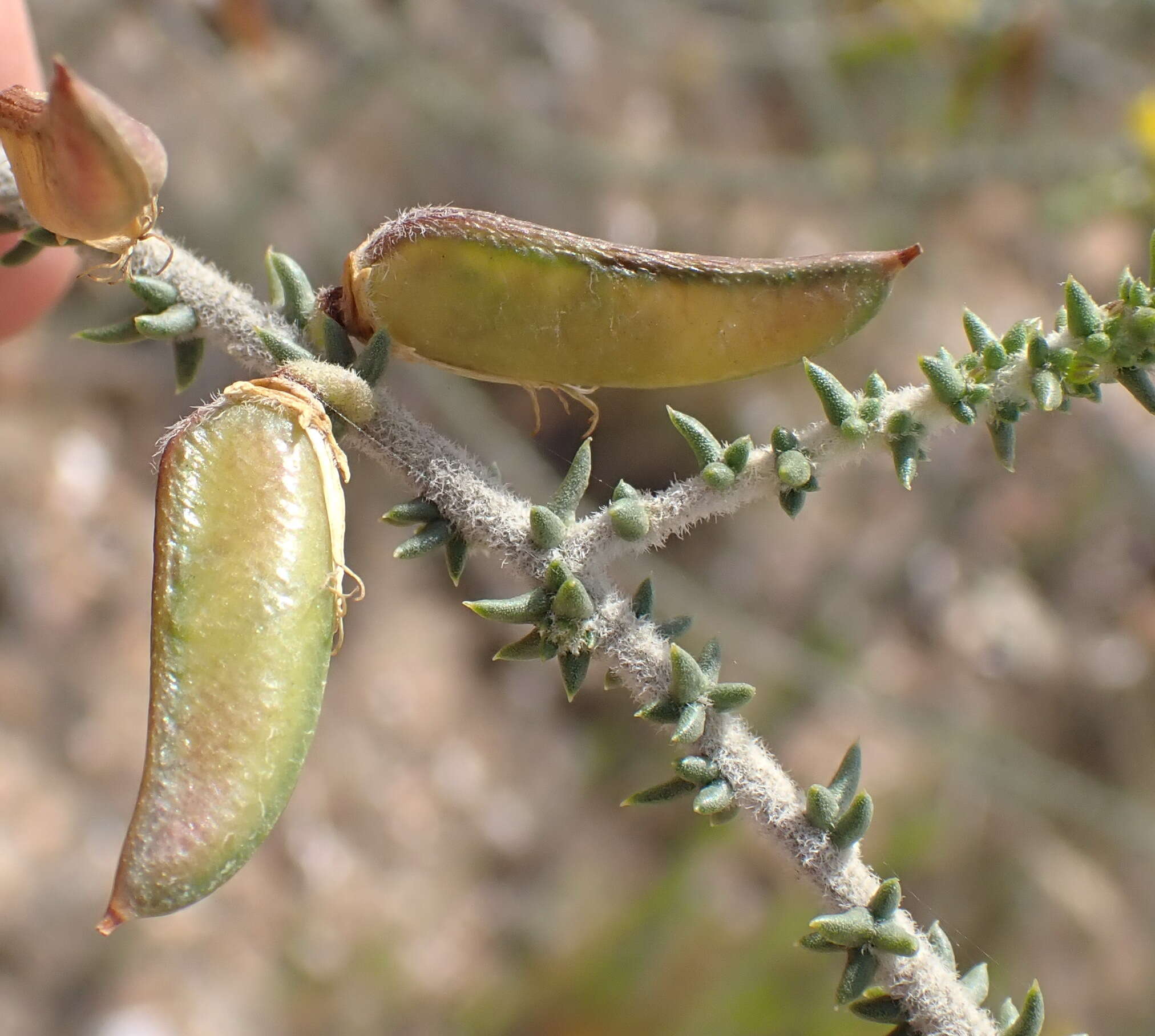 Image of Aspalathus pinguis subsp. pinguis