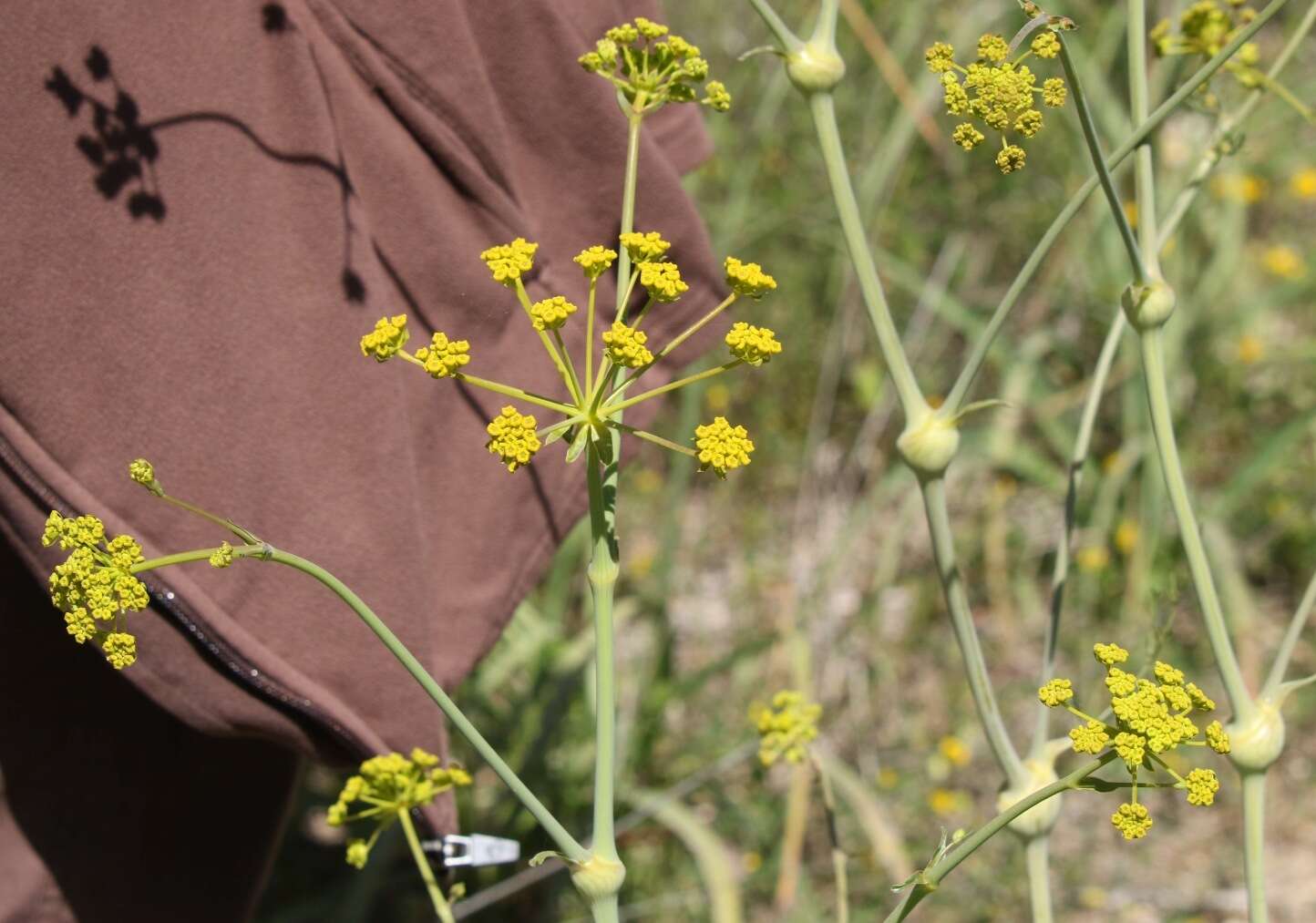 Ferulago nodosa (L.) Boiss. resmi