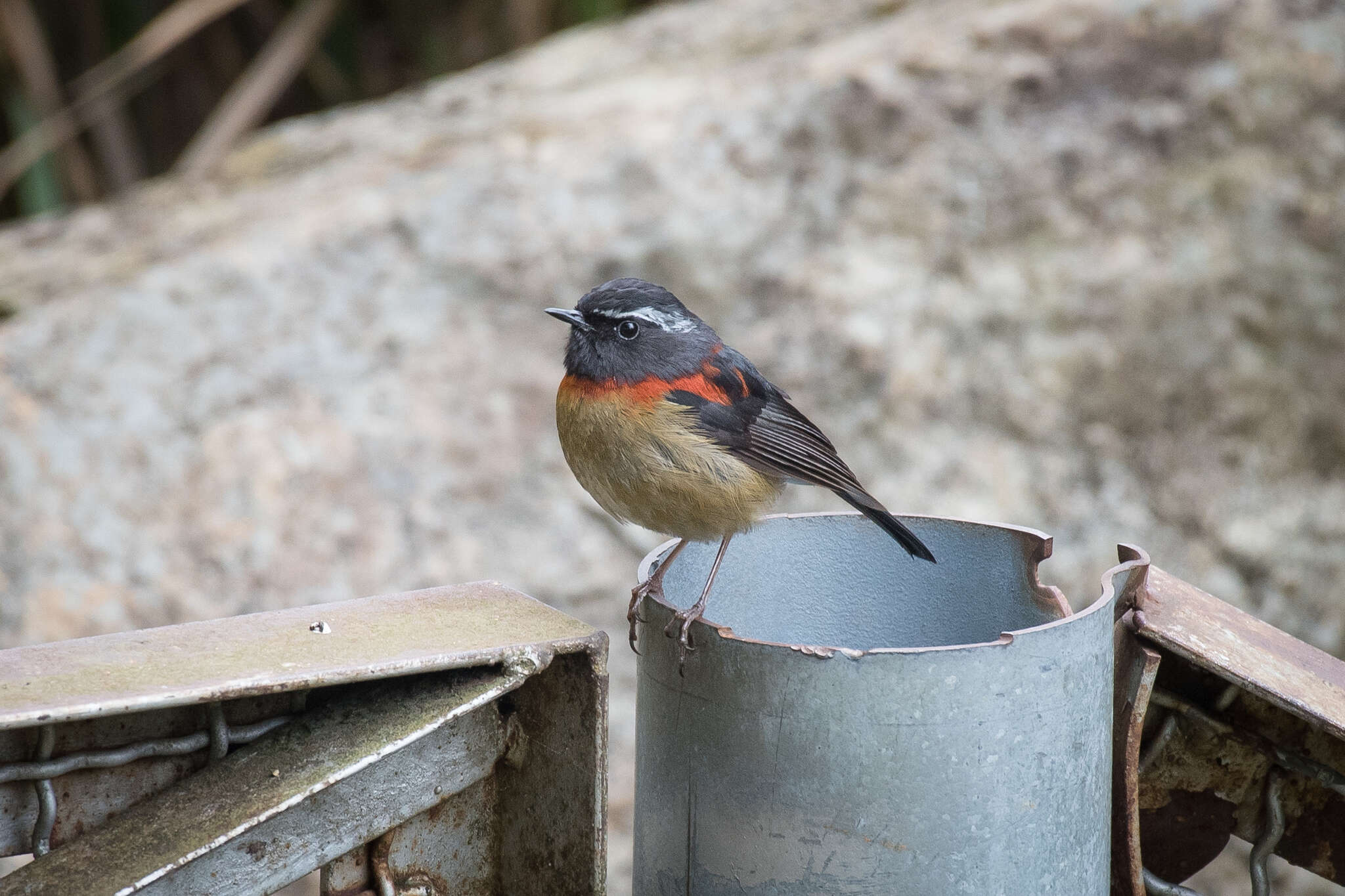 Image of Collared Bush Robin