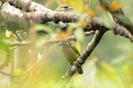 Psilopogon viridis (Boddaert 1783) resmi