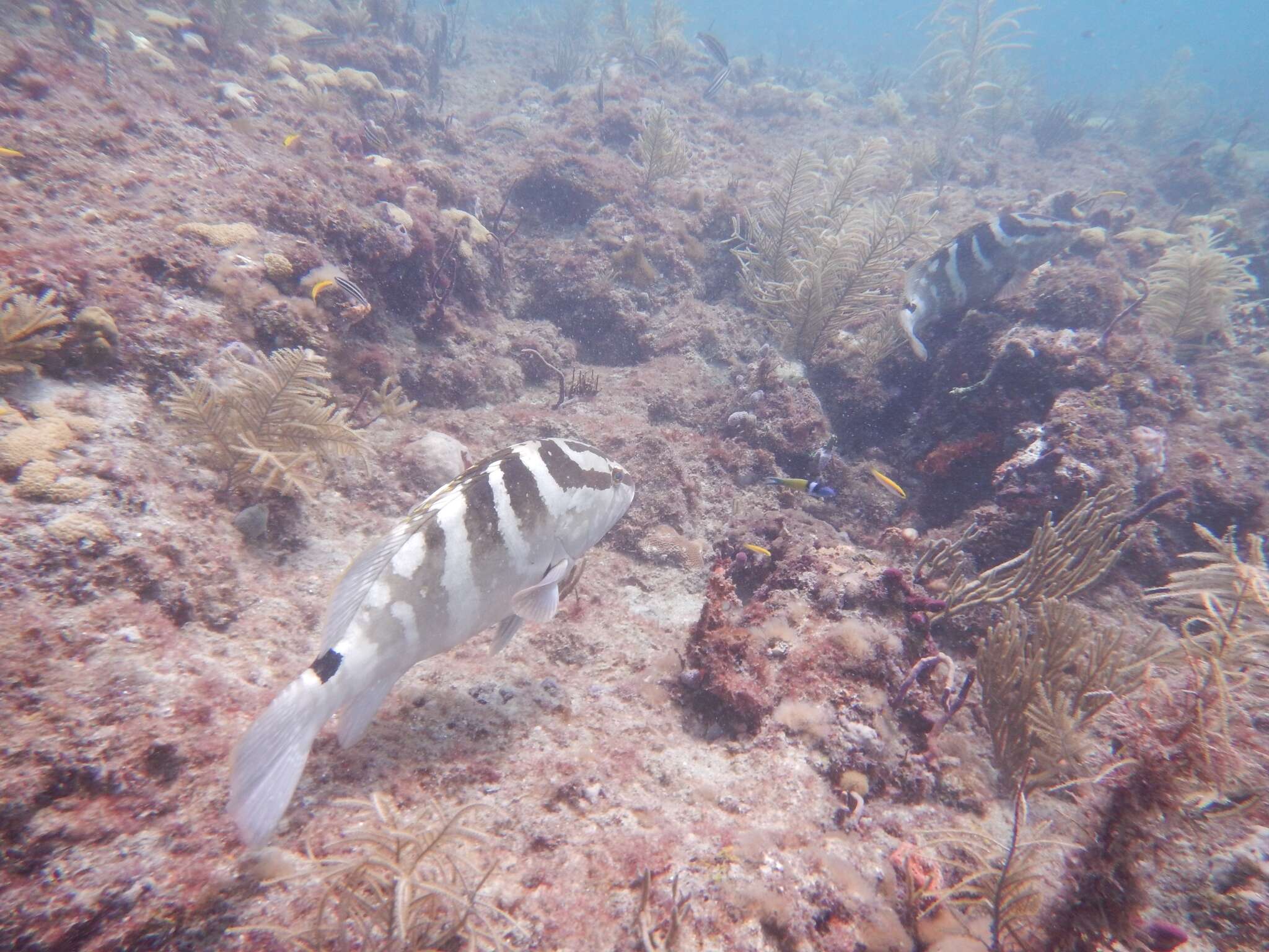 Слика од Epinephelus striatus (Bloch 1792)