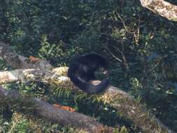 Image of Bearcats