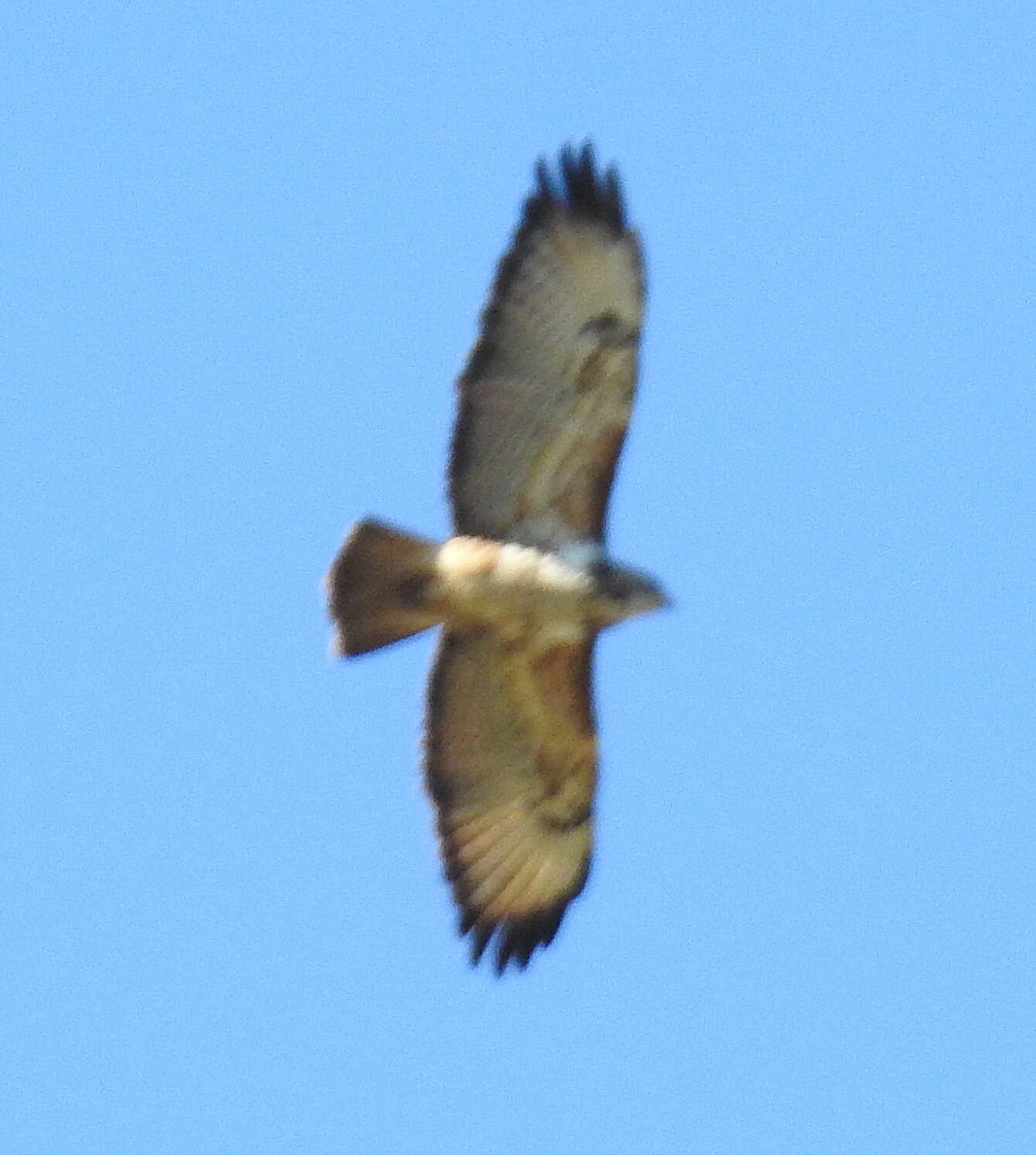 Imagem de Buteo trizonatus Rudebeck 1957