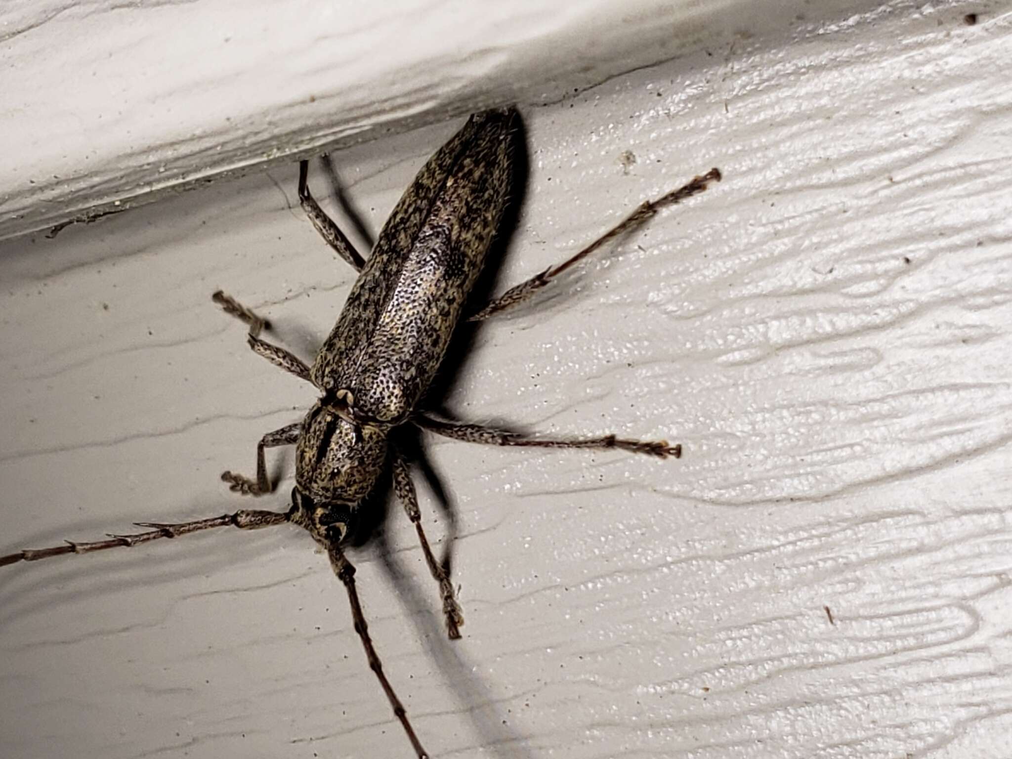 Image of Spined Oak Borer