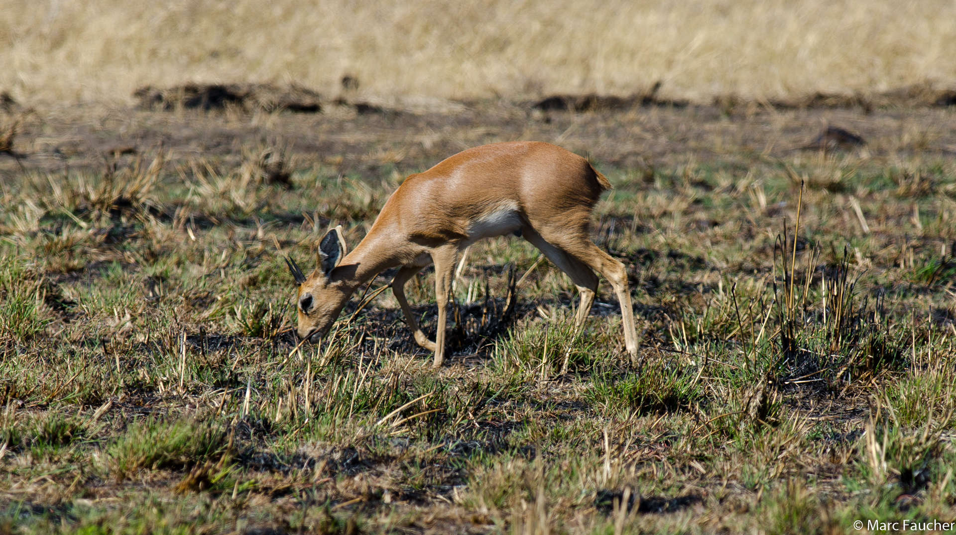 Image of Steenbok