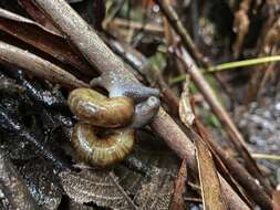 Image of Austrorhytida capillacea (Férussac 1832)