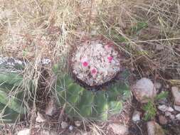 Image of Melocactus curvispinus subsp. curvispinus