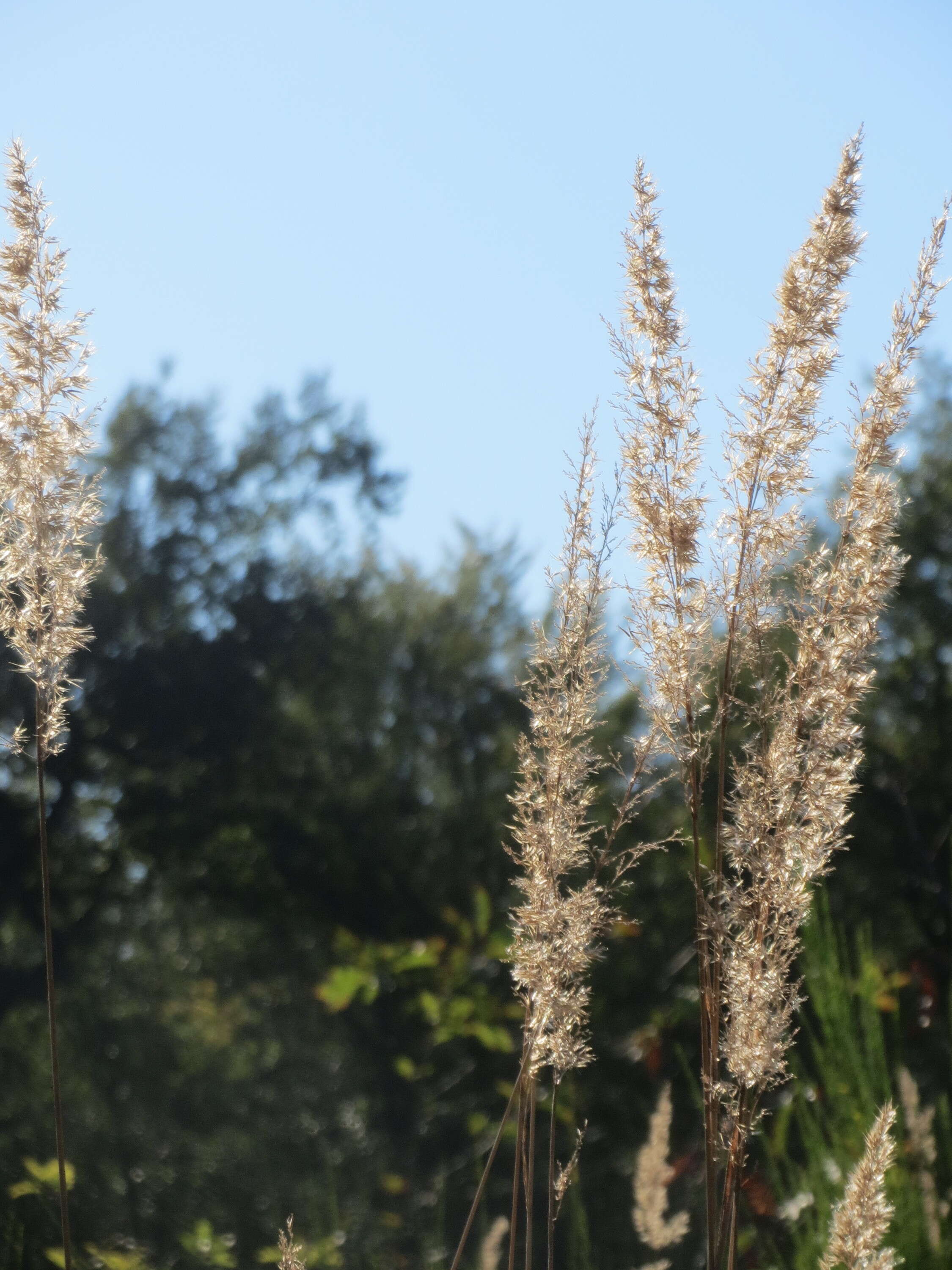 Imagem de Calamagrostis epigejos (L.) Roth