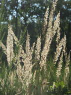 Imagem de Calamagrostis epigejos (L.) Roth