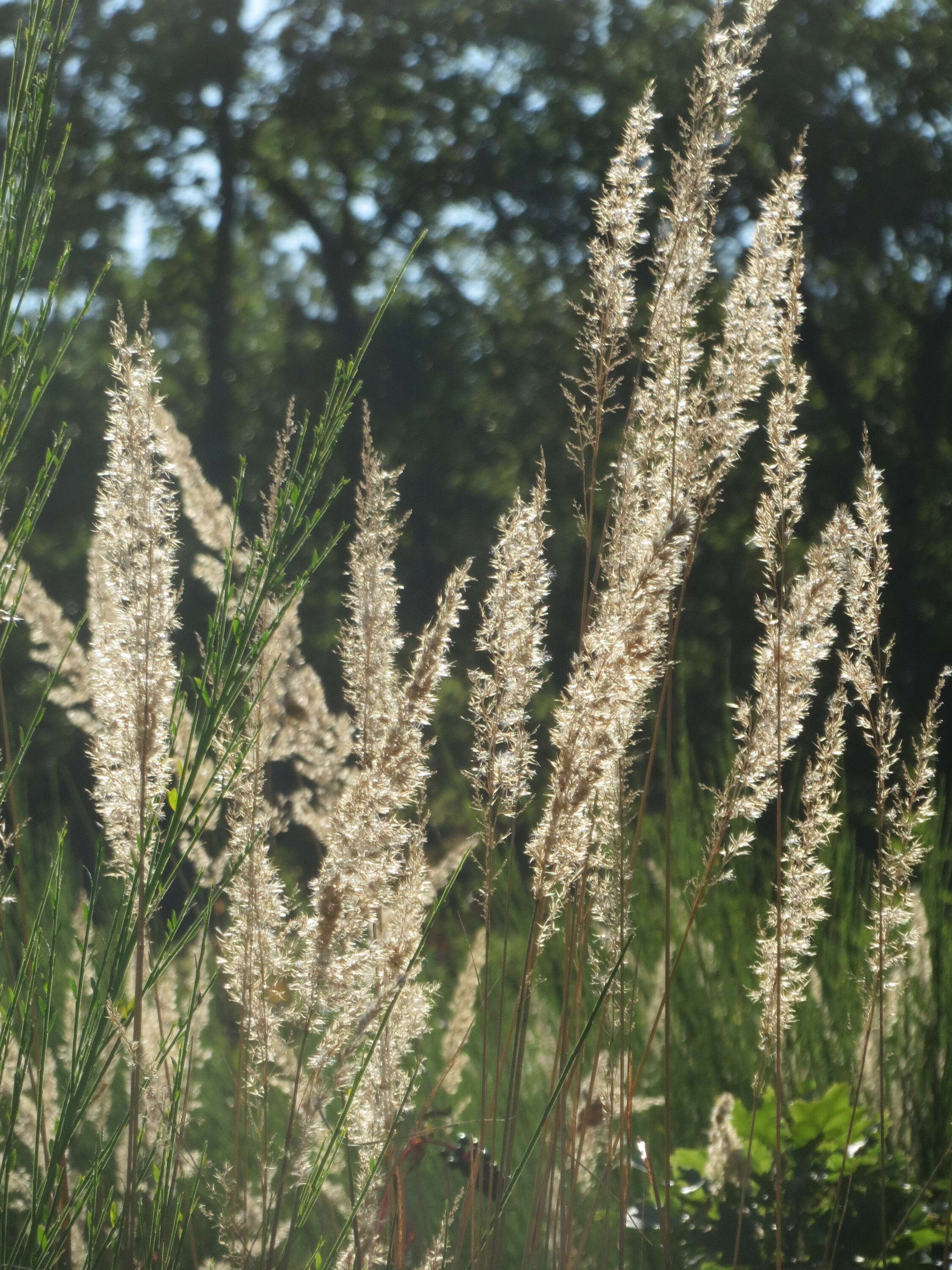 Imagem de Calamagrostis epigejos (L.) Roth