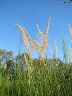 Imagem de Calamagrostis epigejos (L.) Roth