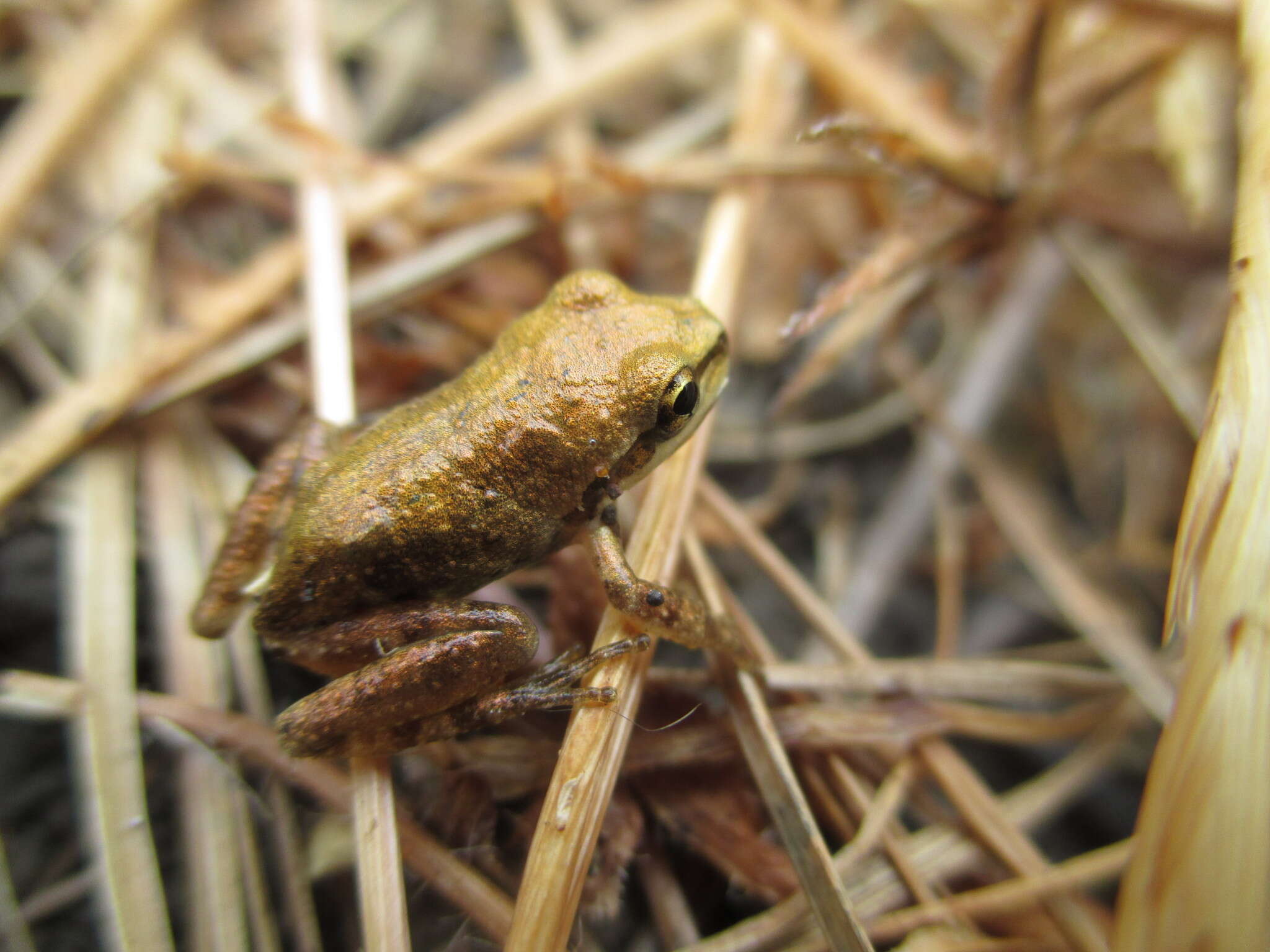 Sivun Pseudacris sierra (Jameson, Mackey & Richmond 1966) kuva