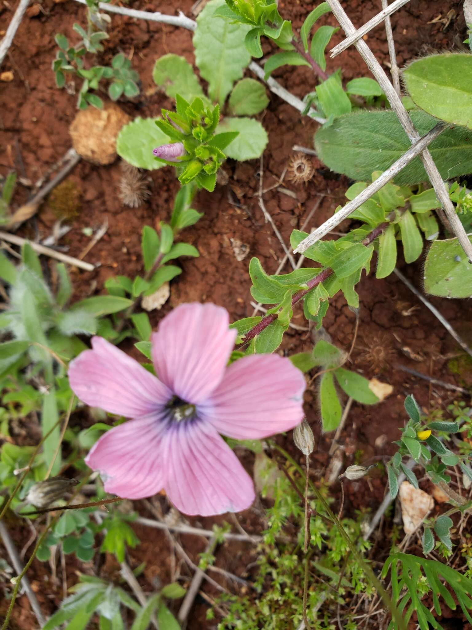 Image of Linum pubescens Banks & Solander