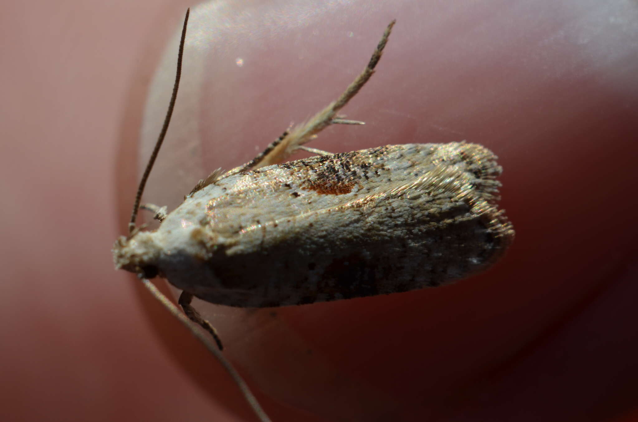 Image of Poison Hemlock Moth