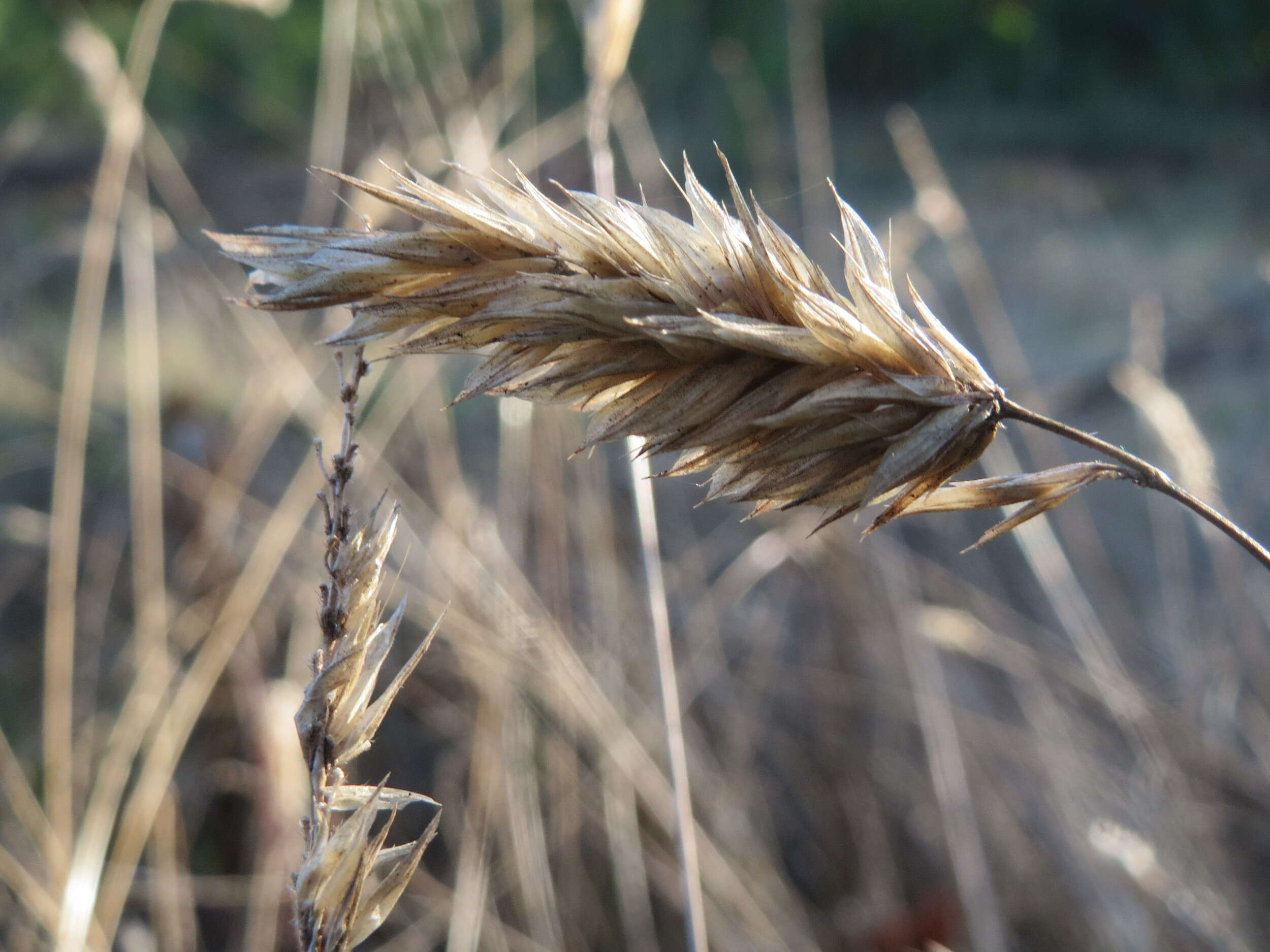 Imagem de Anthoxanthum odoratum L.