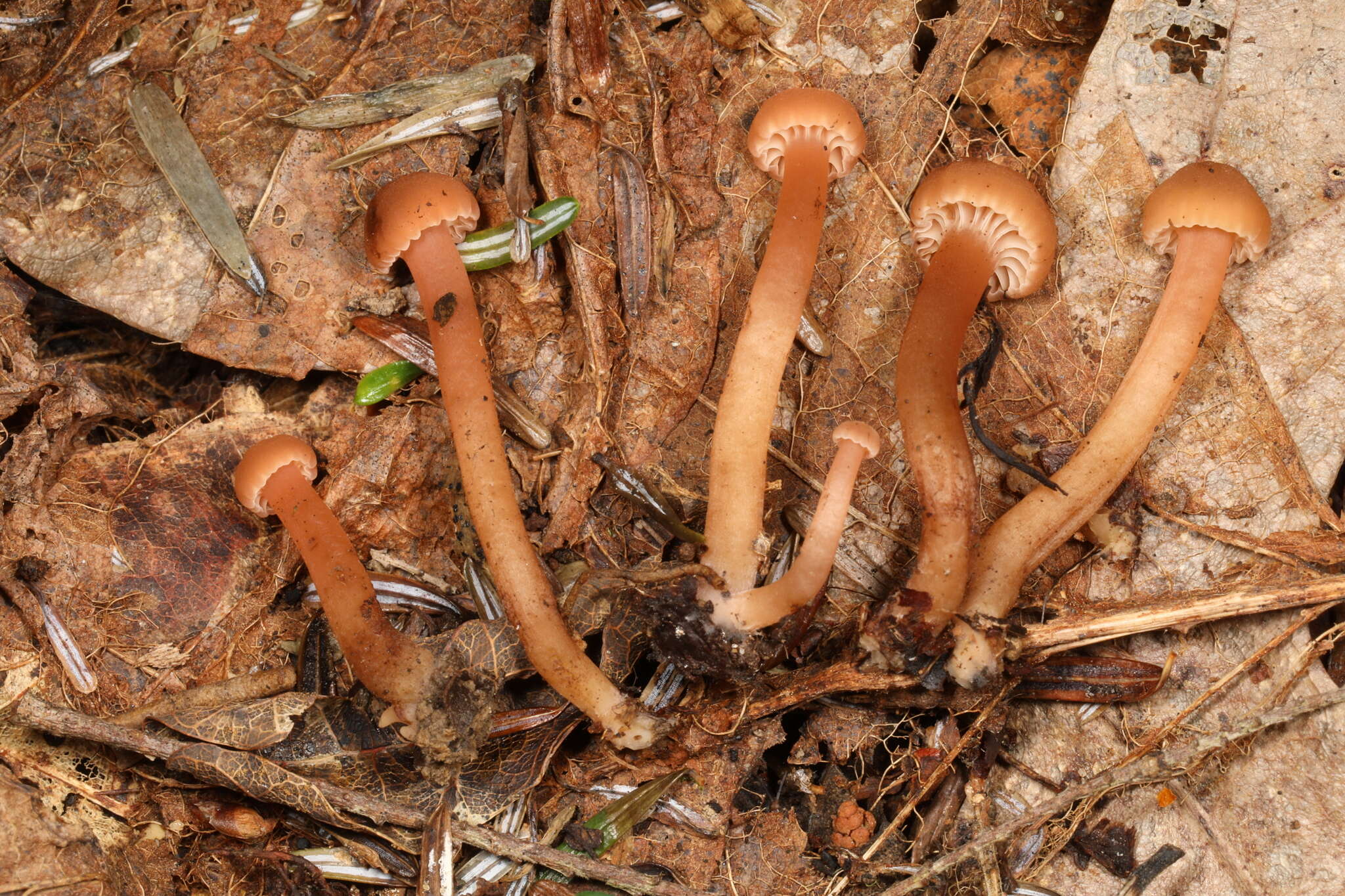 Hodophilus hymenocephalus (A. H. Sm. & Hesler) Birkebak & Adamčík 2016 resmi