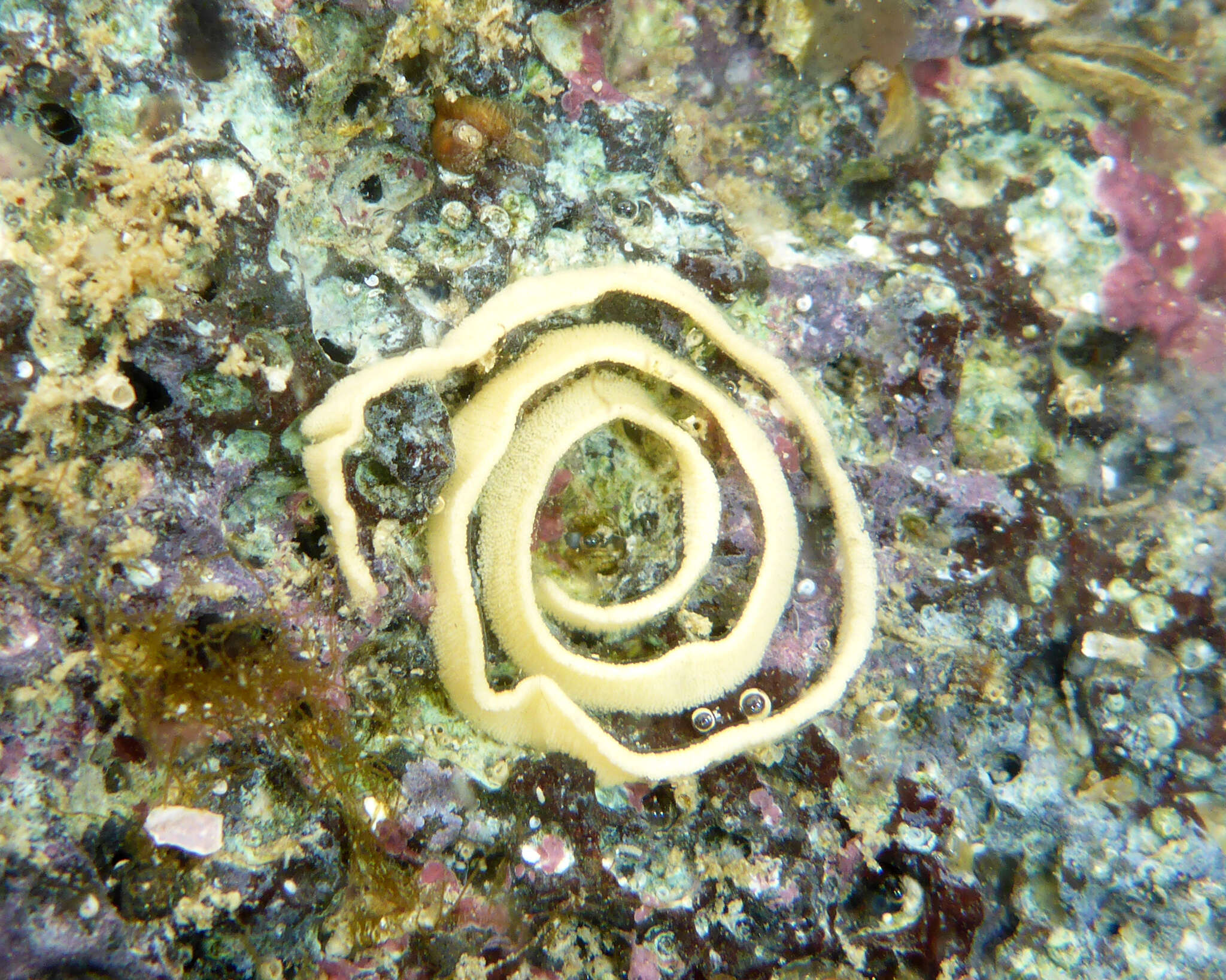 Слика од Goniobranchus albopustulosus (Pease 1860)