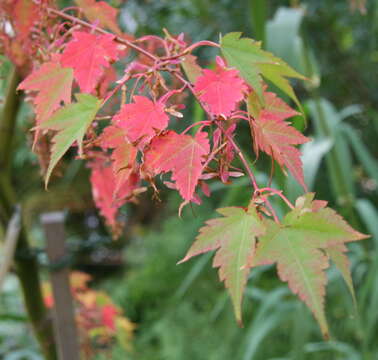 Image of Acer micranthum Sieb. & Zucc.