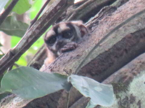 Image of Colombian Gray Night Monkey