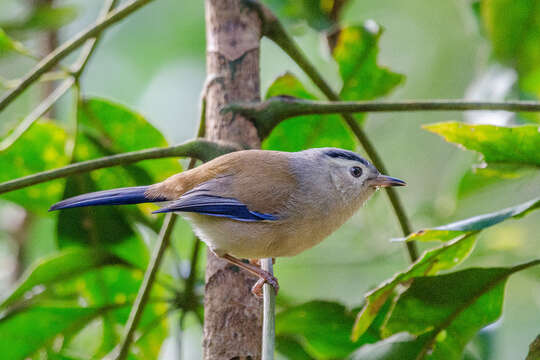 Image of Blue-winged Minla