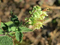 Image of woodland germander