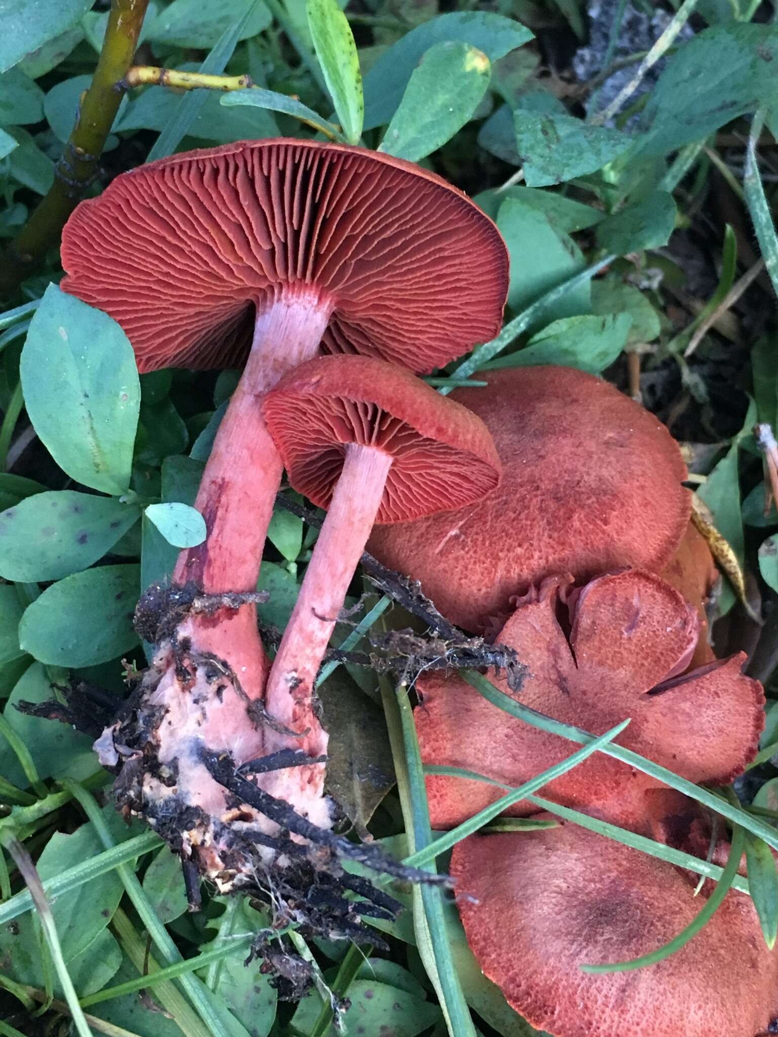 صورة Cortinarius sierraensis (Ammirati) Ammirati, Niskanen & Liimat. 2013