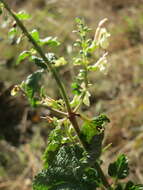Слика од Teucrium scorodonia L.