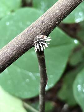 Image of Ophiocordyceps clavulata (Schwein.) Petch 1933