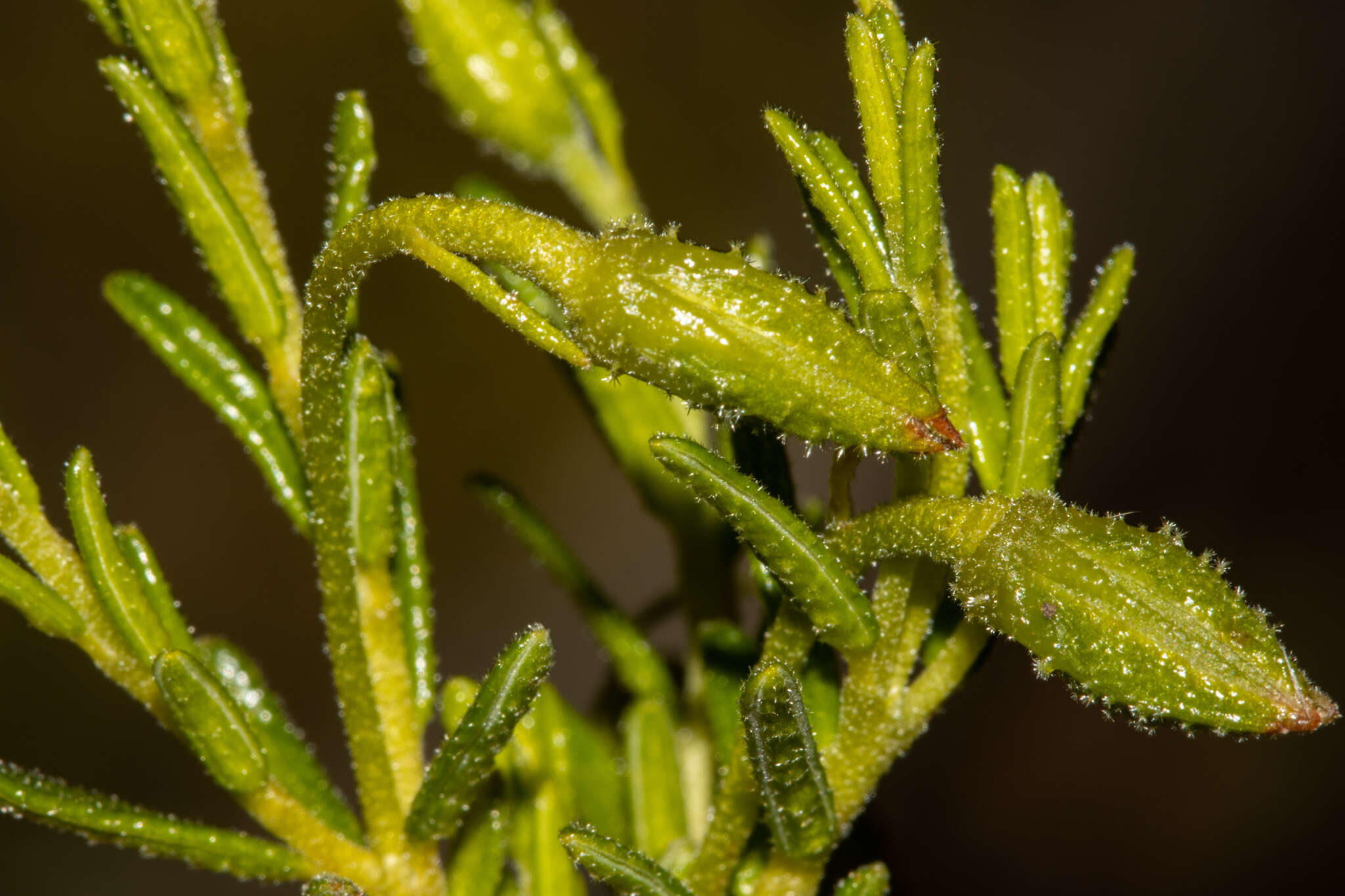 Hibbertia glebosa subsp. glebosa resmi